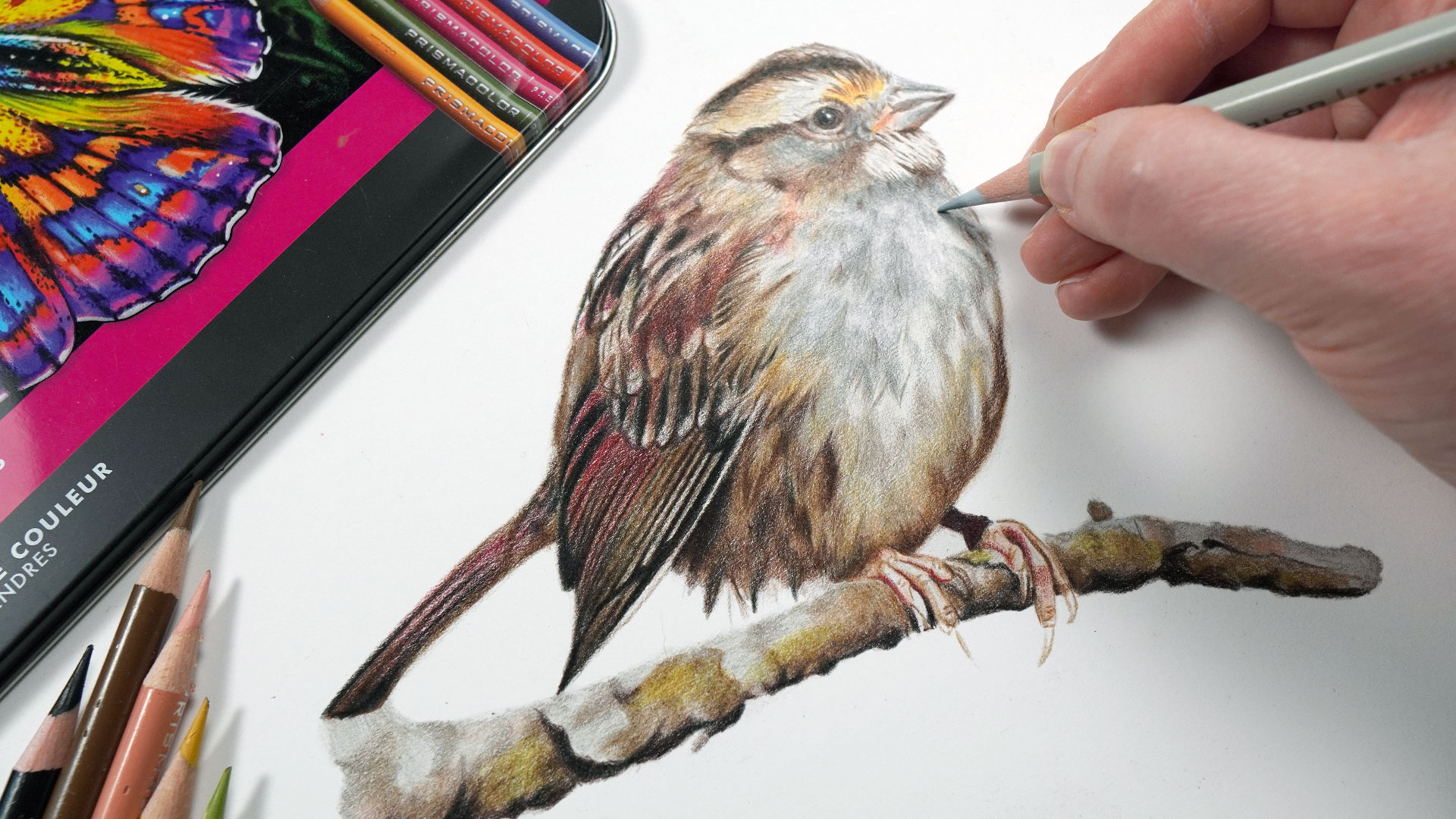 Sparrow with Prismacolor