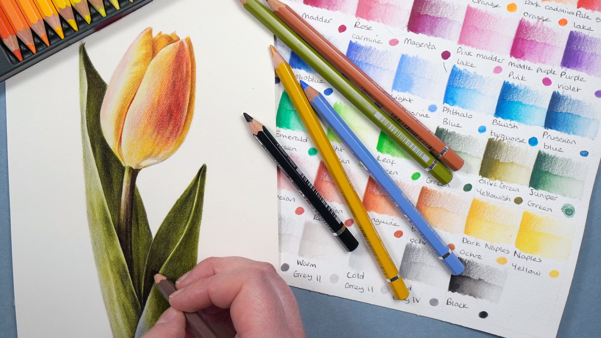 Tulip with Watercolour Pencils