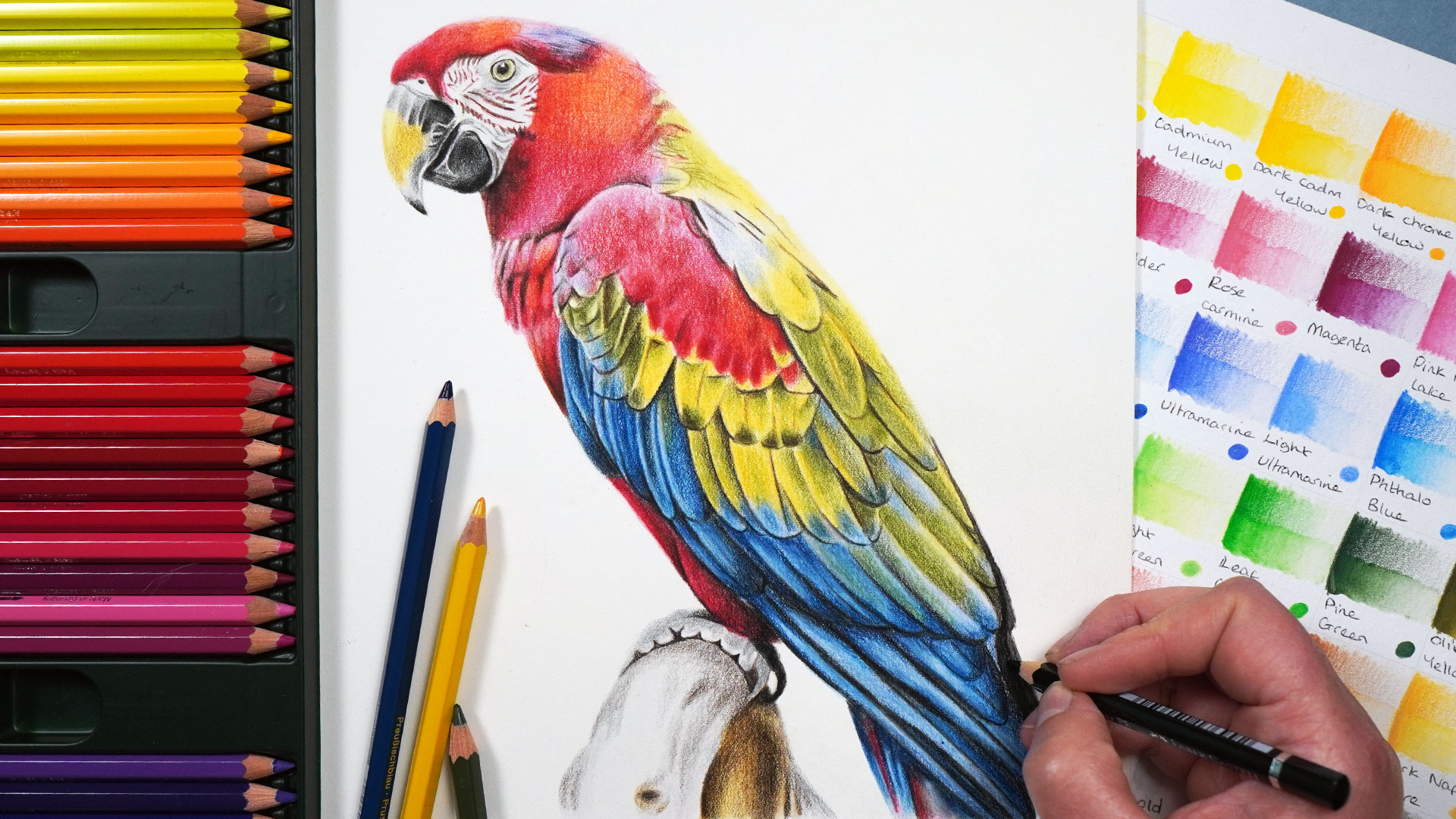 Parrot with Watercolour Pencils
