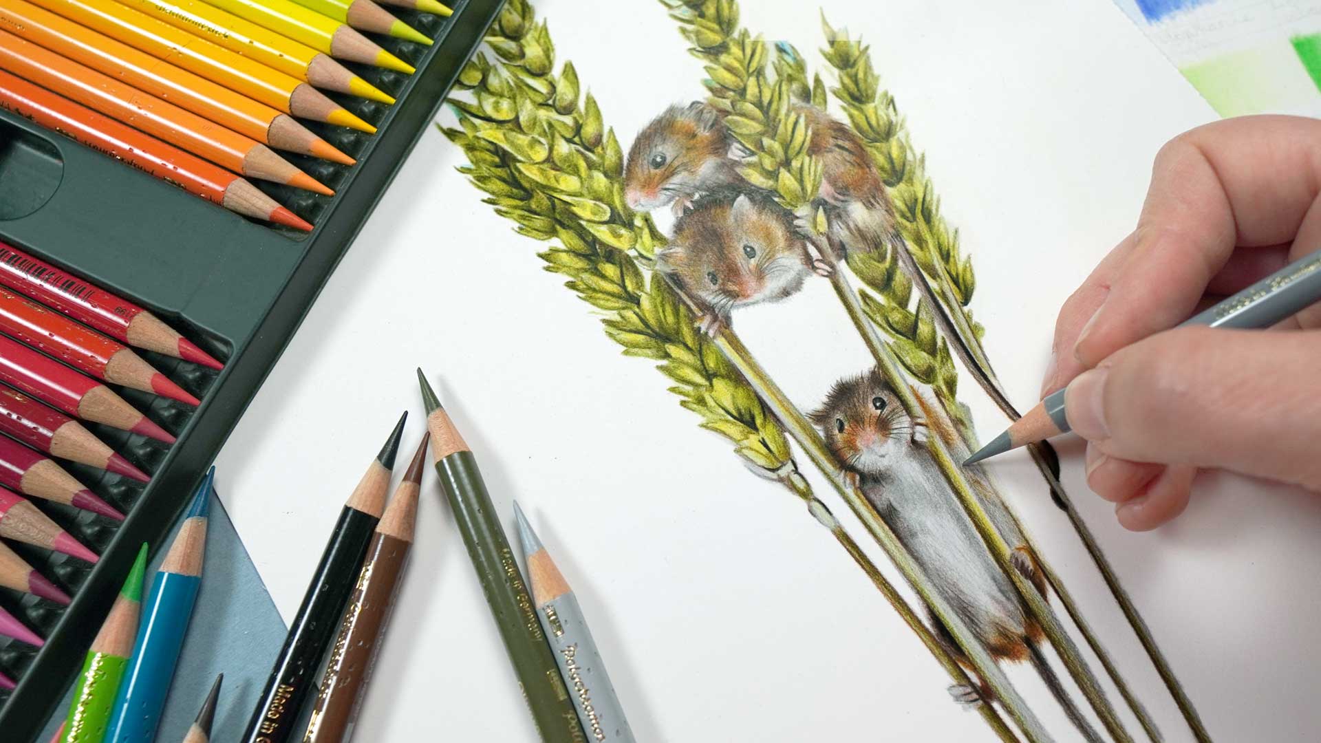 Harvest Mice and Barley with Polychromos